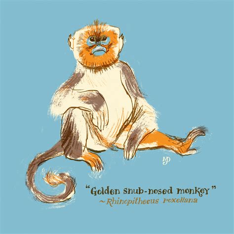 Matt Dawson: Primate Family Portraits. The Golden snub-nosed monkey.