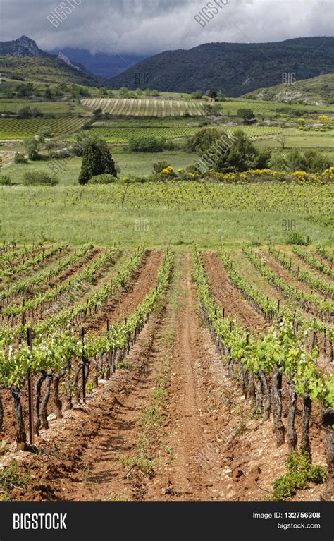 Corbieres Vineyard Image & Photo (Free Trial) | Bigstock