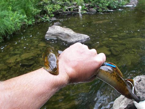 Bile salts – sea lampreys' newest scent of seduction | MSUToday | Michigan State University