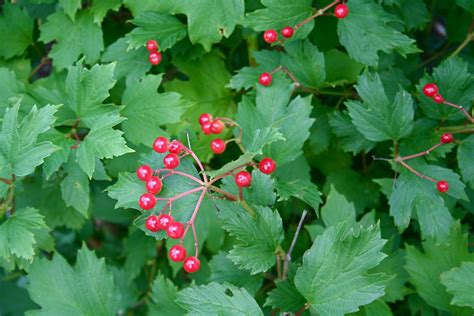 Red Berries on Viburnum trilobum Shrub | Flickr - Photo Sharing!