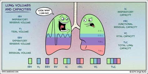 Lung volume and capacities | พยาบาล, การศึกษา, วิทยาศาสตร์