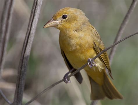 Summer Tanager – Wildlife In Nature