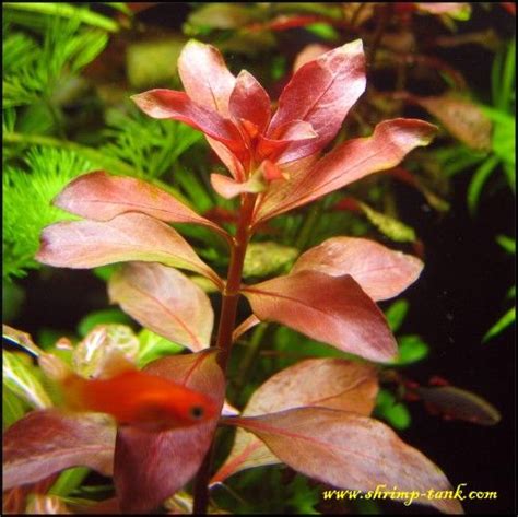 Ludwigia repens ‘Rubin’ | Plants, Freshwater aquarium plants, Aquatic plants