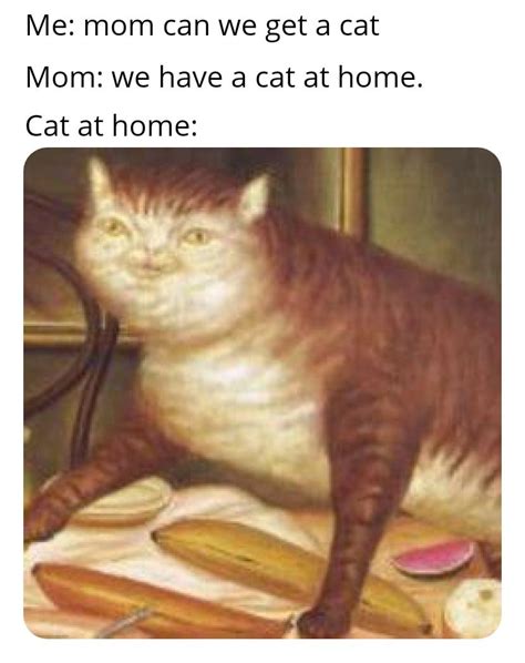 I think my cat has autism you guys. : r/memes