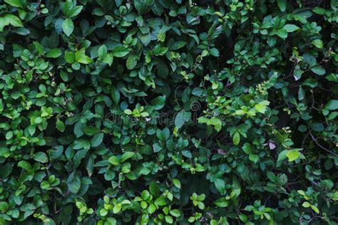 Green Bush Texture on Background Stock Image - Image of color, nature ...