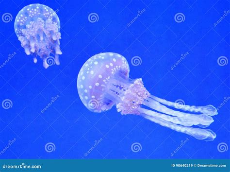 Jellyfish Ripley`s Aquarium Editorial Stock Image - Image of ...