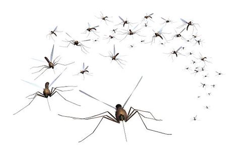 1,100+ Mosquito Swarm Stock Photos, Pictures & Royalty-Free Images - iStock