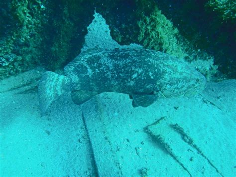 Goliath grouper may become guards for undersea attacks