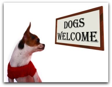 Finding pet friendly motels are becoming more popular