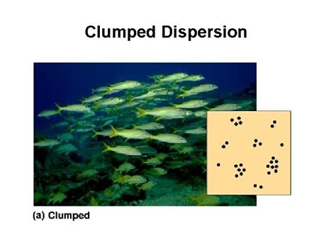 Population Ecology Population an interbreeding group of individuals