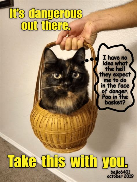 QUESTIONABLE SAFETY | Cat memes, Cat quotes, Funny animals