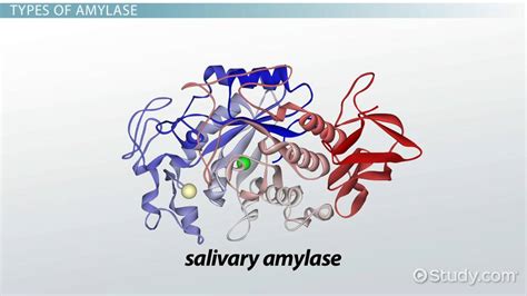 Salivary Amylase Definition, Structure & Function - Video & Lesson Transcript | Study.com