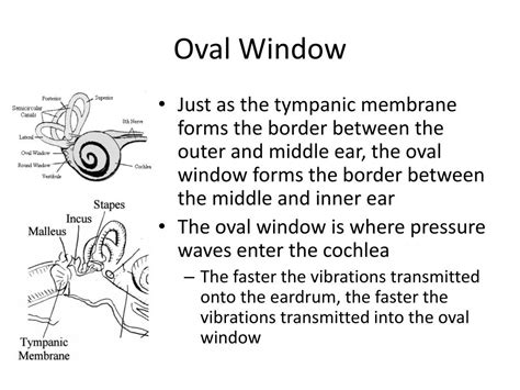 PPT - Special Senses: The Ear PowerPoint Presentation, free download ...