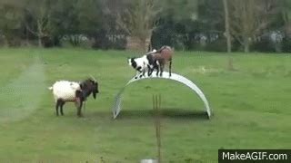 Goats bouncing on a metal sheet on Make a GIF