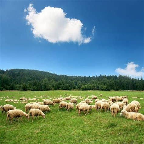 Sheep Pellet 16% - Organic - Morrisons Custom Feed