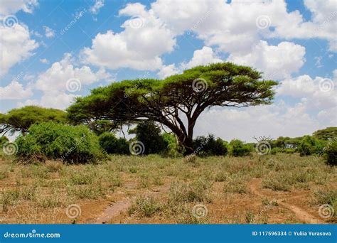 Trees Landscape in Africa Savannah Bush Stock Photo - Image of life ...