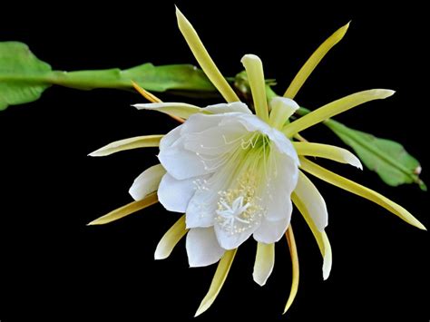 Rooting Night Blooming Cereus - Learn How To Propagate A Night Blooming Cereus