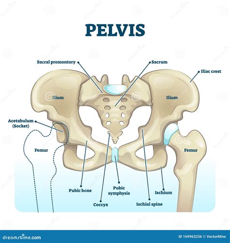 [DIAGRAM] Female Pelvis Diagram - MYDIAGRAM.ONLINE