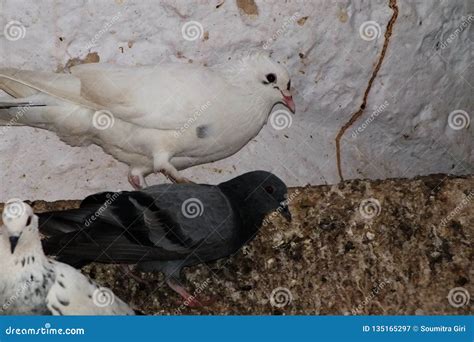 Pigeon standard sizes stock image. Image of wall, standard - 135165297