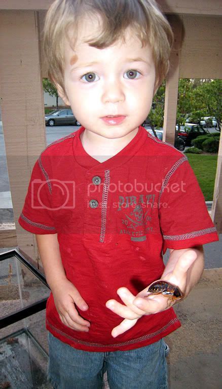 My son holding a B. dubia roach. | Chameleon Forums