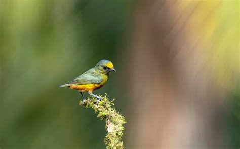 Premium Photo | The olivebacked euphonium is a small songbird in the ...