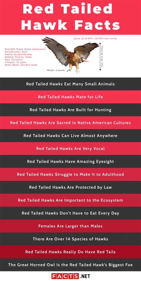 Top 15 Red Tailed Hawk Facts - Diet, Hunting, Senses & More | Facts.net