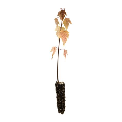 Silver Maple | Small Tree Seedling – The Jonsteen Company