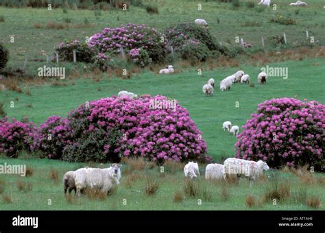 Ireland, Co Cork, Spring countryside with sheep Stock Photo - Alamy