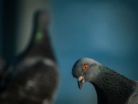 Close-Up Shot of a Pigeon · Free Stock Photo