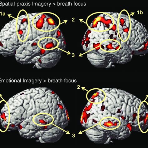 Brain rendering of areas that showed activity during (A) spatial praxis... | Download Scientific ...