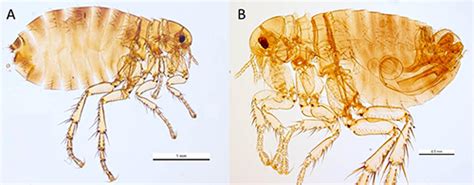 human flea, Pulex irritans Linnaeus