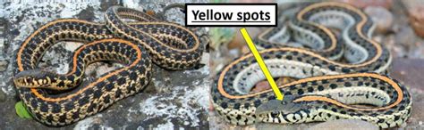 5 Types of Garter Snakes in Illinois! (w/ pics) - Bird Watching HQ