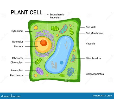 Vector Illustration of the Plant Cell Anatomy Structure. Infographic ...