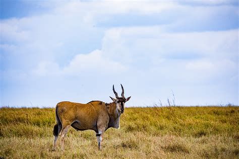 Topi Antelope Wild Animals - Free photo on Pixabay