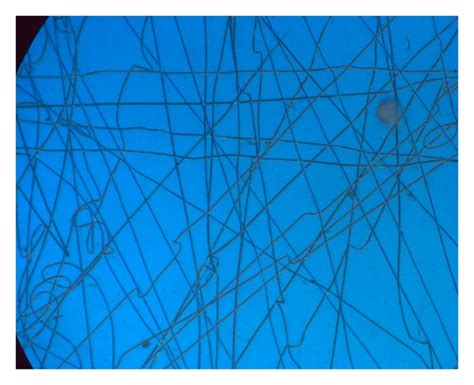 Optical microscope micrographs of electrospun nylon fibers. | Download ...