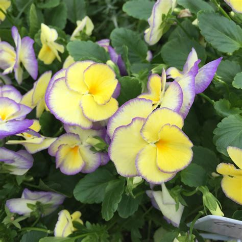 Perennial Flowers Full Sun Indiana - 15 Full-Sun Perennials for Your ...