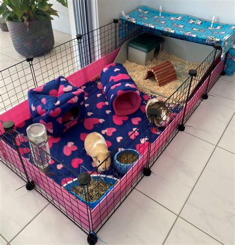 Guinea Pig Cage, How to Choose the Right Indoor or Outdoor Cage?