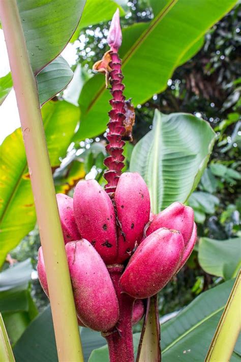 tropical plant in the Amazon rainforest in Ecuador Amazon Rainforest ...