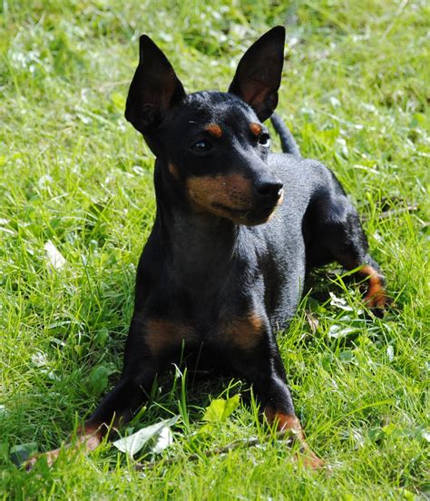 English Toy Terrier Black Tan Puppies | Wow Blog