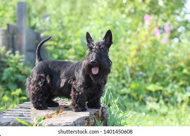 Black Scottish Terrier