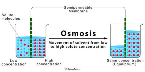 Osmosis: Definition and How Does it Occur (with Diagram)