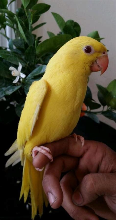 Yellow Indian Ringneck