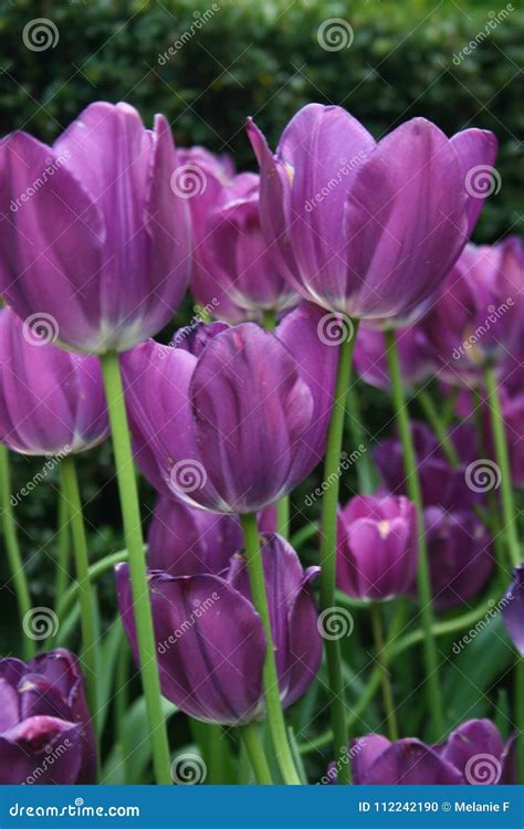 Garden Full of Long Stem Purple Tulips Stock Photo - Image of petal ...