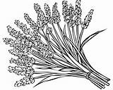 Lavender Coloring Pages sketch template