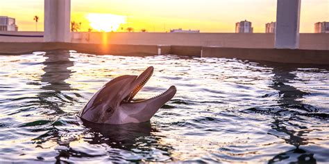 $20 – Admission to Clearwater Marine Aquarium | Travelzoo