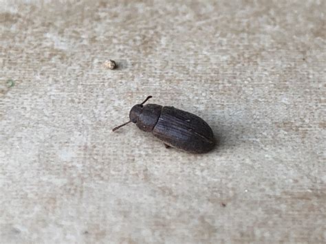 Baby beetle or roach? : r/whatsthisbug