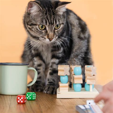 Family Fun Night: The Top 5 Cat Board Games for Feline-Loving ...