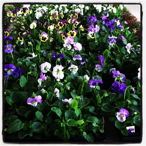 Fall pansies | Pansies, Plants, Garden