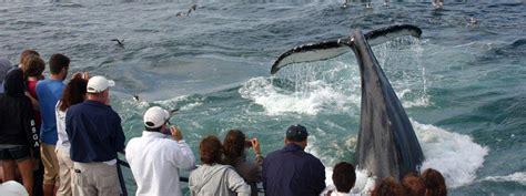 Whale Watching in Provincetown, MA | Captain John Boats