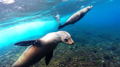 Swimming with seals - YouTube